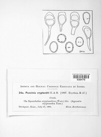 Puccinia cryptandri image